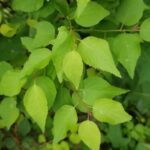 Cold Stream Farm hardy apricot green leaves