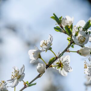 Cold Stream Farm hardy apricot flowers