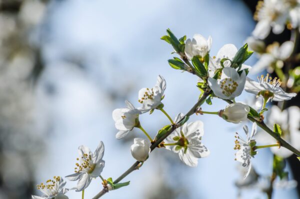 Cold Stream Farm hardy apricot flowers