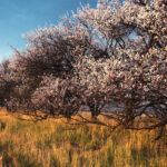 Cold Stream Farm hardy apricot blooming tree