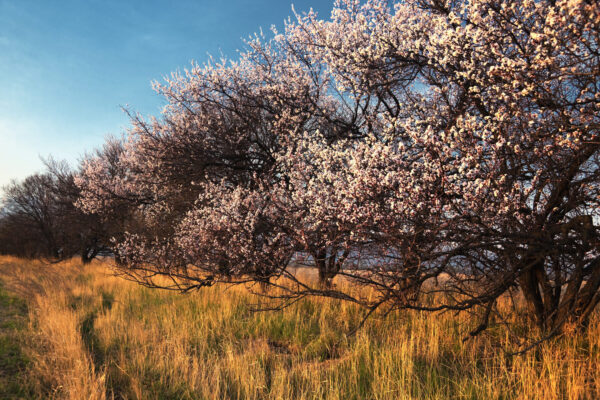 Cold Stream Farm hardy apricot blooming tree