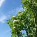 Cold Stream Farm mountain ash flowers