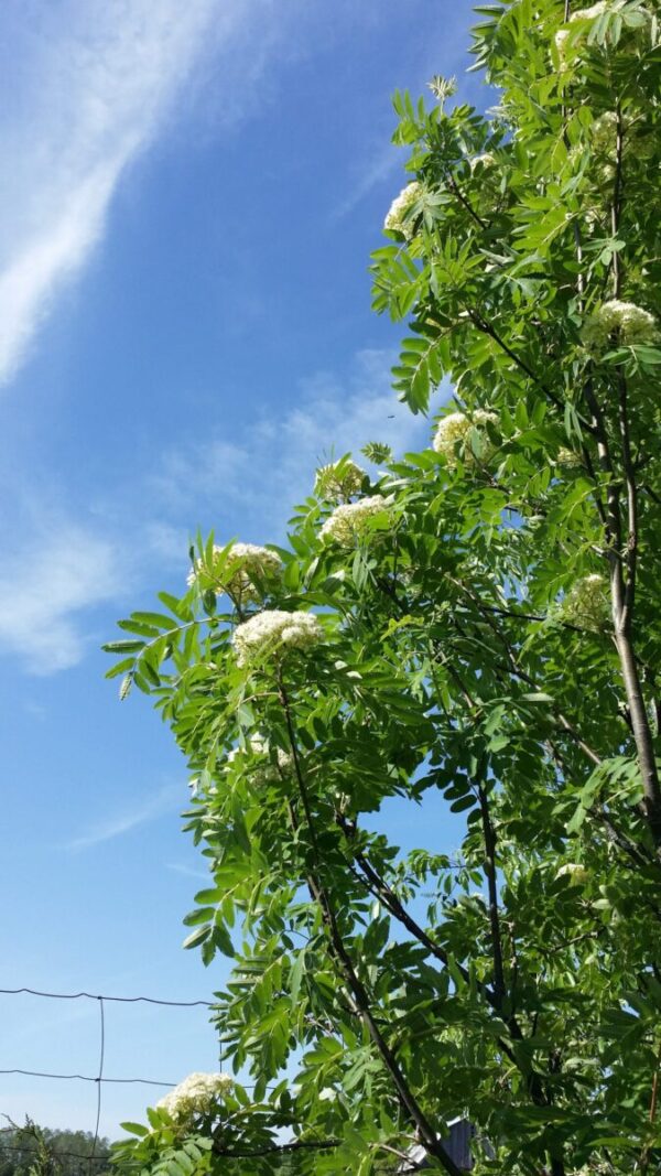 Cold Stream Farm mountain ash flowers