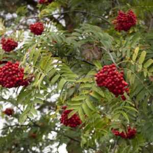 Cold Stream Farm mountain ash branch berries