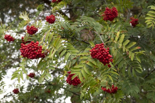 Cold Stream Farm mountain ash branch berries