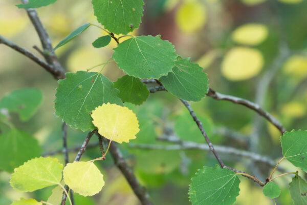 Cold Stream Farm quaking aspen green leaves