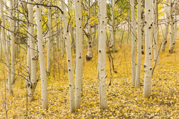 Cold Stream Farm quaking aspen forest