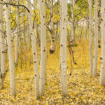 Cold Stream Farm cottonwood bark forest