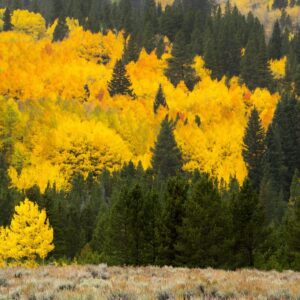 Cold Stream Farm cottonwood fall