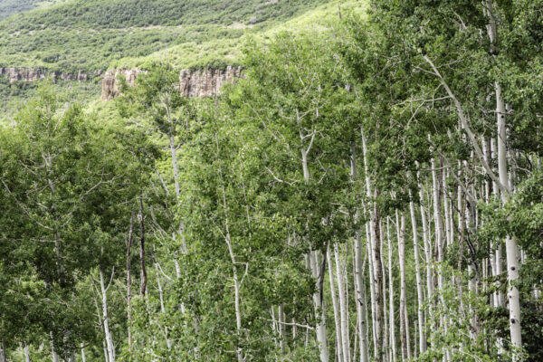 Cold Stream Farm quaking aspen forest