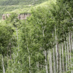Cold Stream Farm cottonwood mature trees