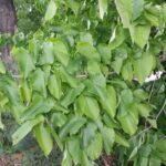 Cold Stream Farm basswood branch with leaves