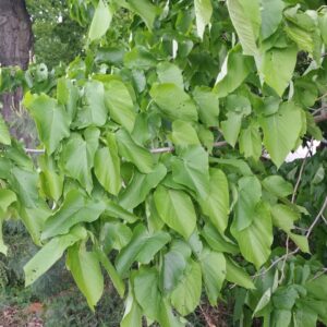 Cold Stream Farm basswood branch with leaves