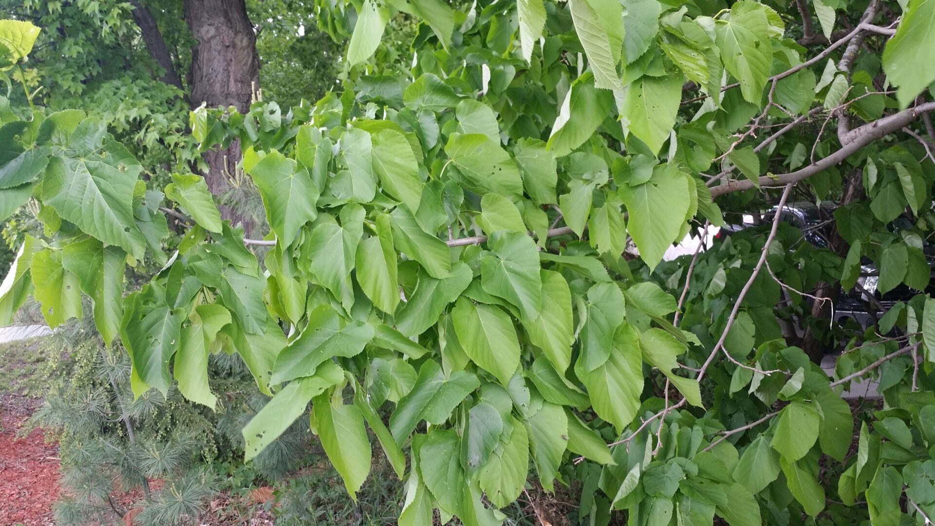 American Basswood (Tilia americana)