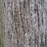 Cold Stream Farm basswood mature tree
