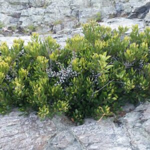 Northern bayberry bush by ocean Cold Stream Farm