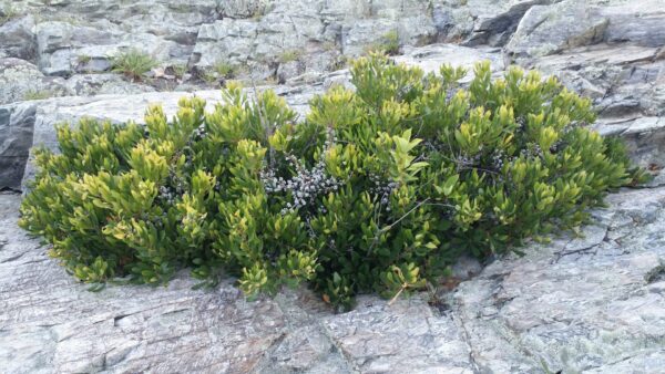 Northern bayberry bush by ocean Cold Stream Farm