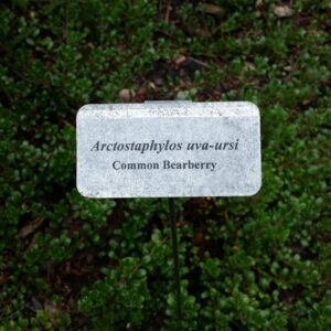 Bearberry ground cover Cold Stream Farm