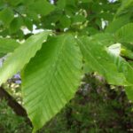 Cold Stream Farm beech green leaves