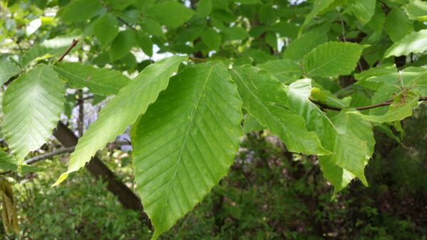 Cold Stream Farm beech green leaves