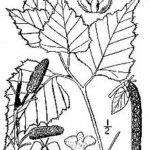 Cold Stream Farm gray birch drawing