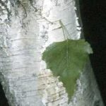 Cold Stream Farm gray birch bark with leaf