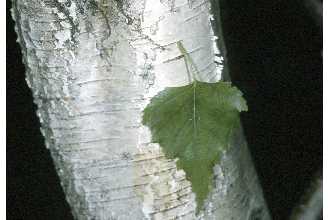 Cold Stream Farm gray birch bark with leaf