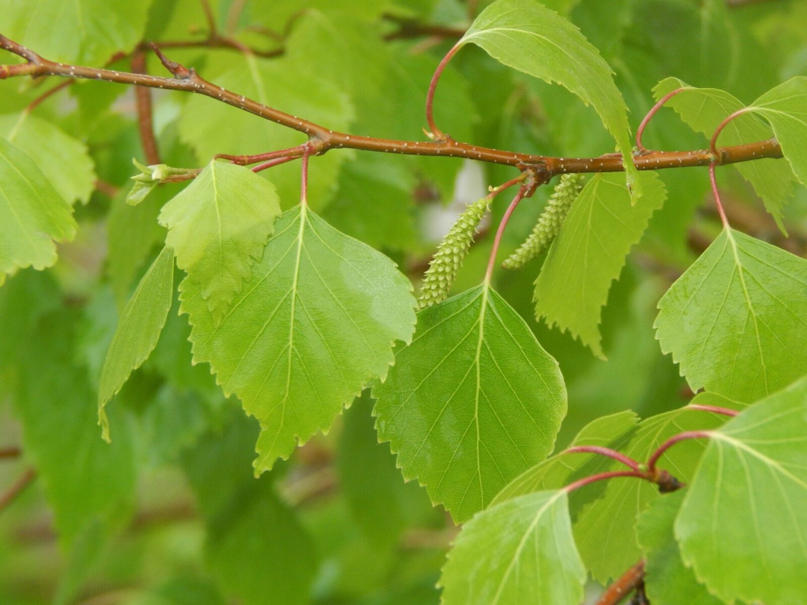 Buy Gray Birch Tree (Betula populifolia), FREE SHIPPING, Wilson Bros  Gardens