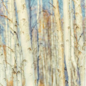 Cold Stream Farm paper birch white bark