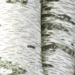 Cold Stream Farm paper birch white bark