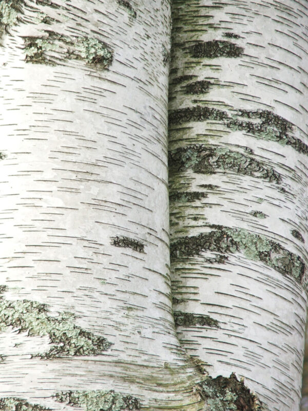 Cold Stream Farm paper birch white bark
