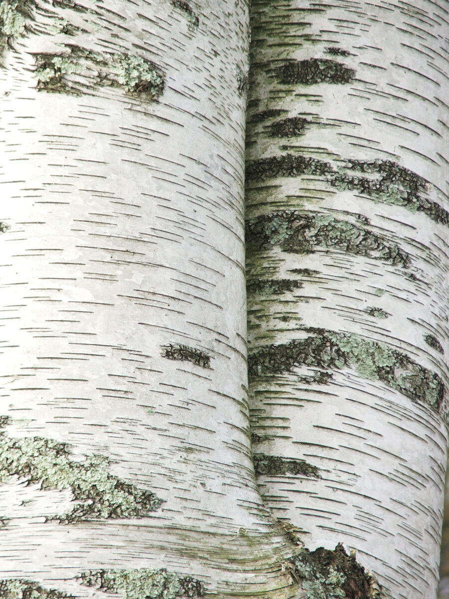 Betula papyrifera (Paper Birch)