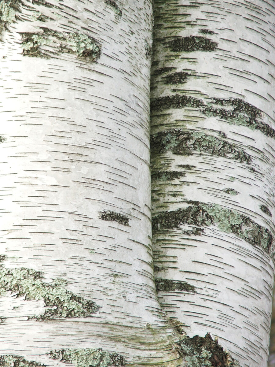 Four White Birch Poles 8 Feet Long