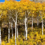 Cold Stream Farm paper birch fall