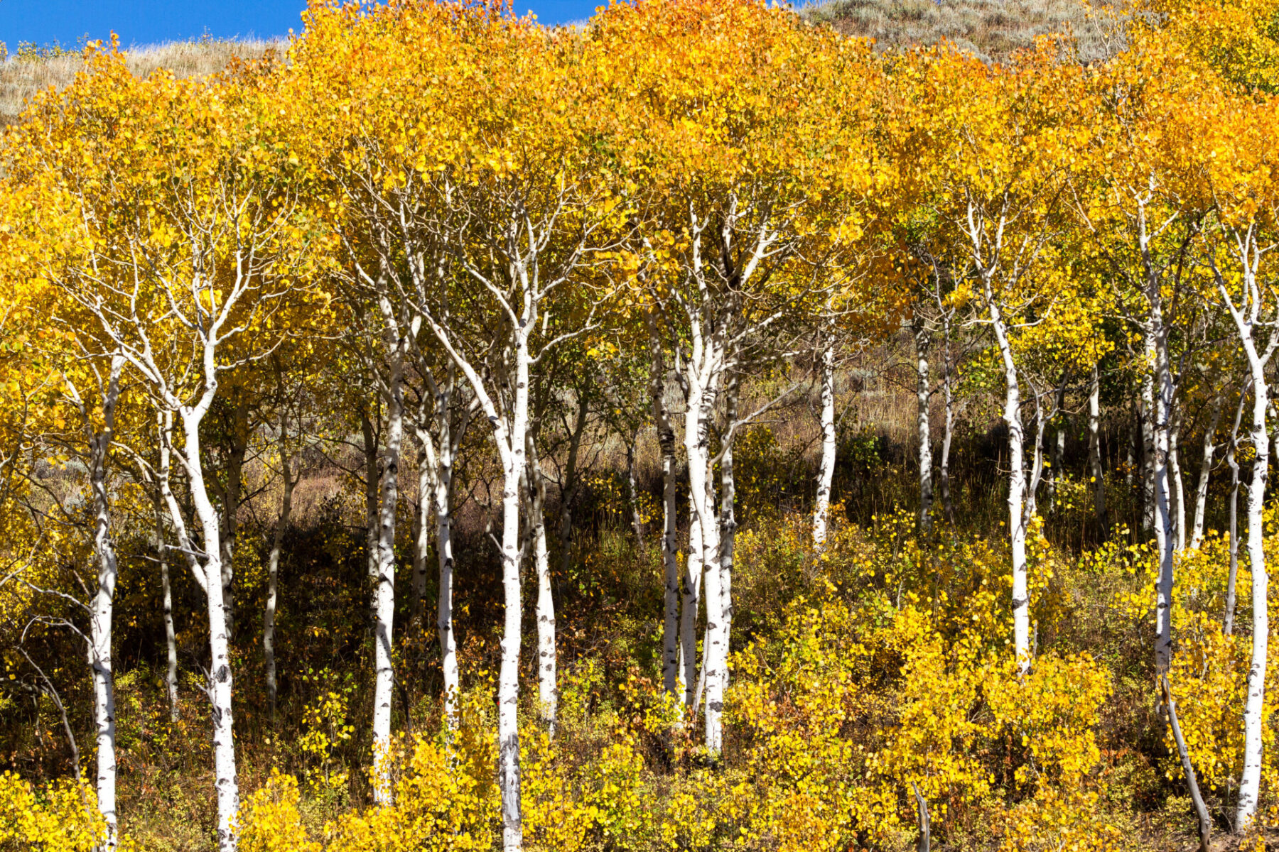 Paper Birch - Betula Papyrifera, Deciduous Trees