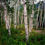 Cold Stream Farm paper birch white forest