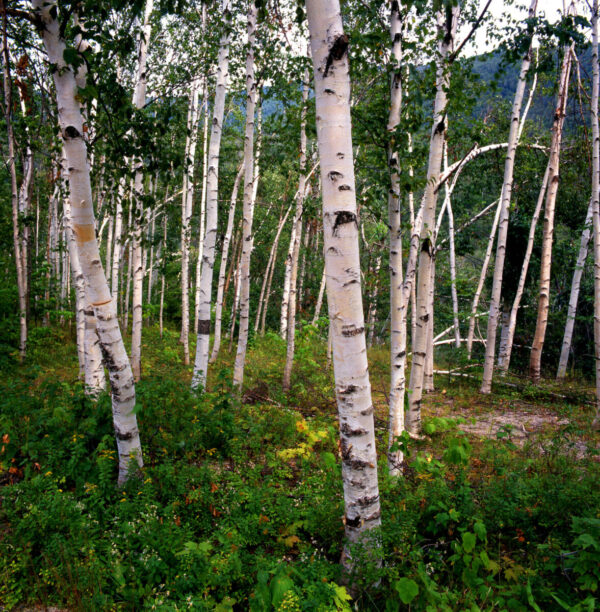 Cold Stream Farm paper birch white forest