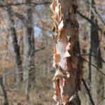 Cold Stream Farm river birch bark