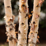 Cold Stream Farm river birch bark stock