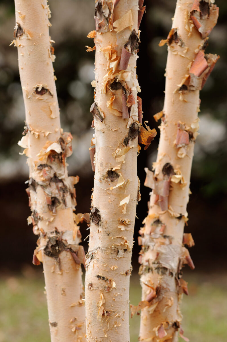 Birch tree branches Stock Photo by SeDmi