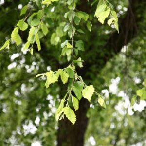 Cold Stream Farm river birch branch with leaves