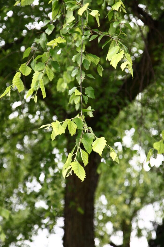 Cold Stream Farm river birch branch with leaves