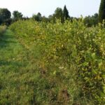 Cold Stream Farm river birch transplant bed