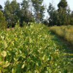 Cold Stream Farm river birch green plants