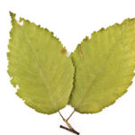 Cold Stream Farm yellow birch leaves