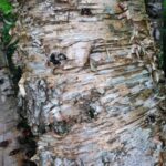 Cold Stream Farm yellow birch bark