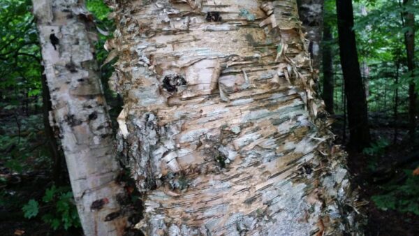 Cold Stream Farm yellow birch bark