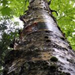 Cold Stream Farm yellow birch mature tree bark
