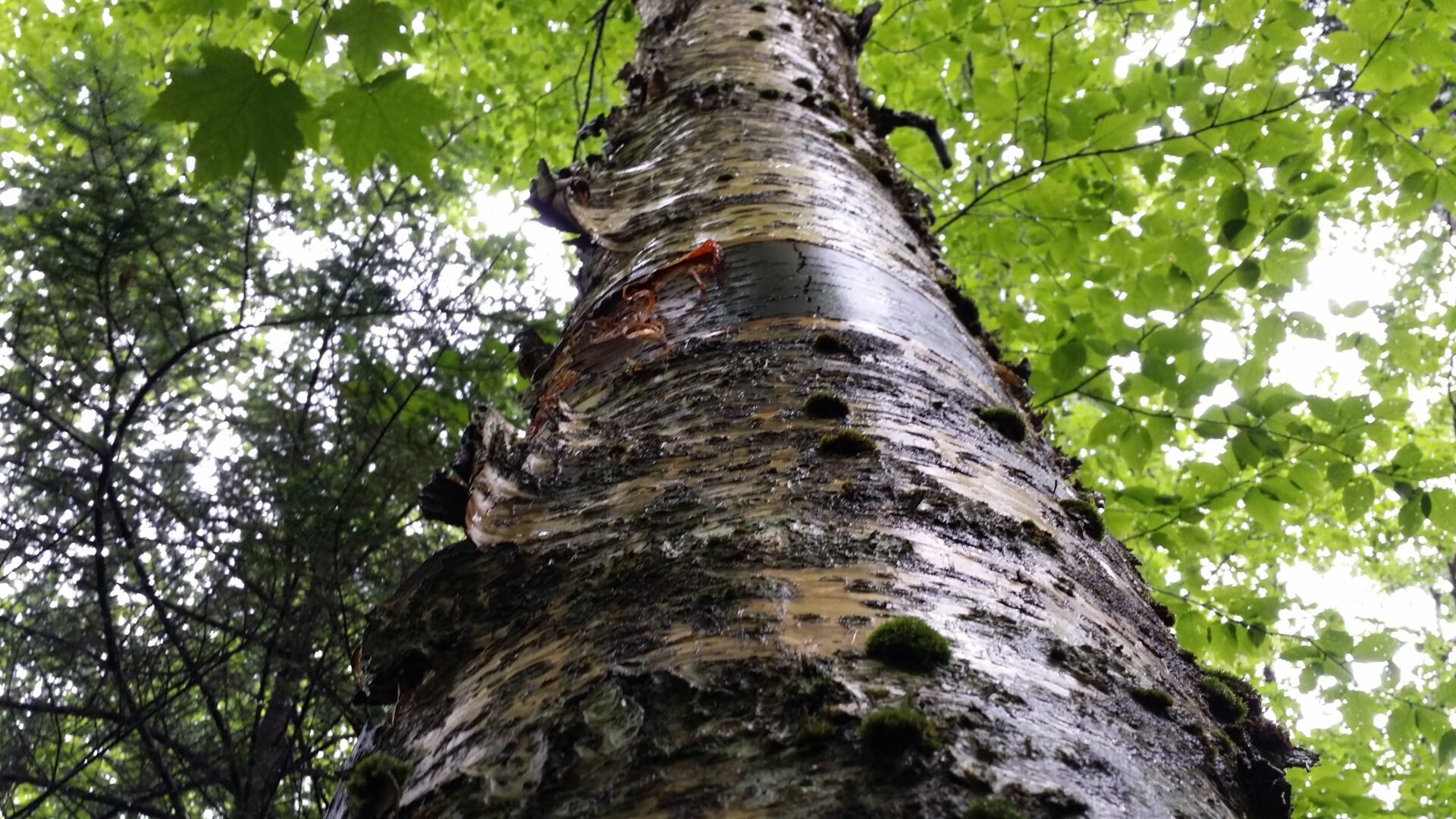 Yellow Birch (Betula allegheniensis)