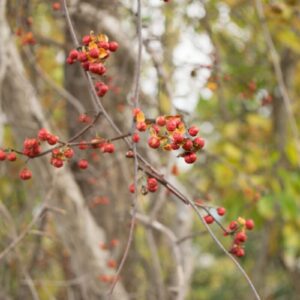 American bittersweet berries Cold Stream Farm